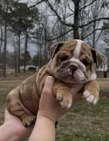 Minnie, a female English Bulldog for sale in Grant, AL – Photo 3 of 4