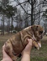 Minnie, a female English Bulldog for sale in Grant, AL – Photo 4 of 4