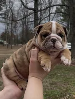 Minnie, a female English Bulldog for sale in Grant, AL – Photo 1 of 4