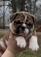 Meka, a female English Bulldog for sale in Grant, AL – Photo 1 of 2