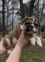 Meka, a female English Bulldog for sale in Grant, AL – Photo 2 of 2