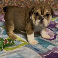 processed/26ba07d8-0007-448f-bb17-b717489d6120/listing/c12b5e40-16d7-4c26-863a-666a5fd6addd/1503a8e9-7dac-44d7-9cba-da53030f81fa