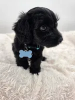 Sadie, a female Doxiepoo for sale in Ramsey, IL – 3 of 3