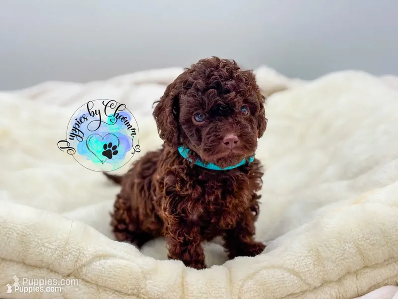 Teddy – Poodle - Miniature  puppy for sale in Ramsey, IL