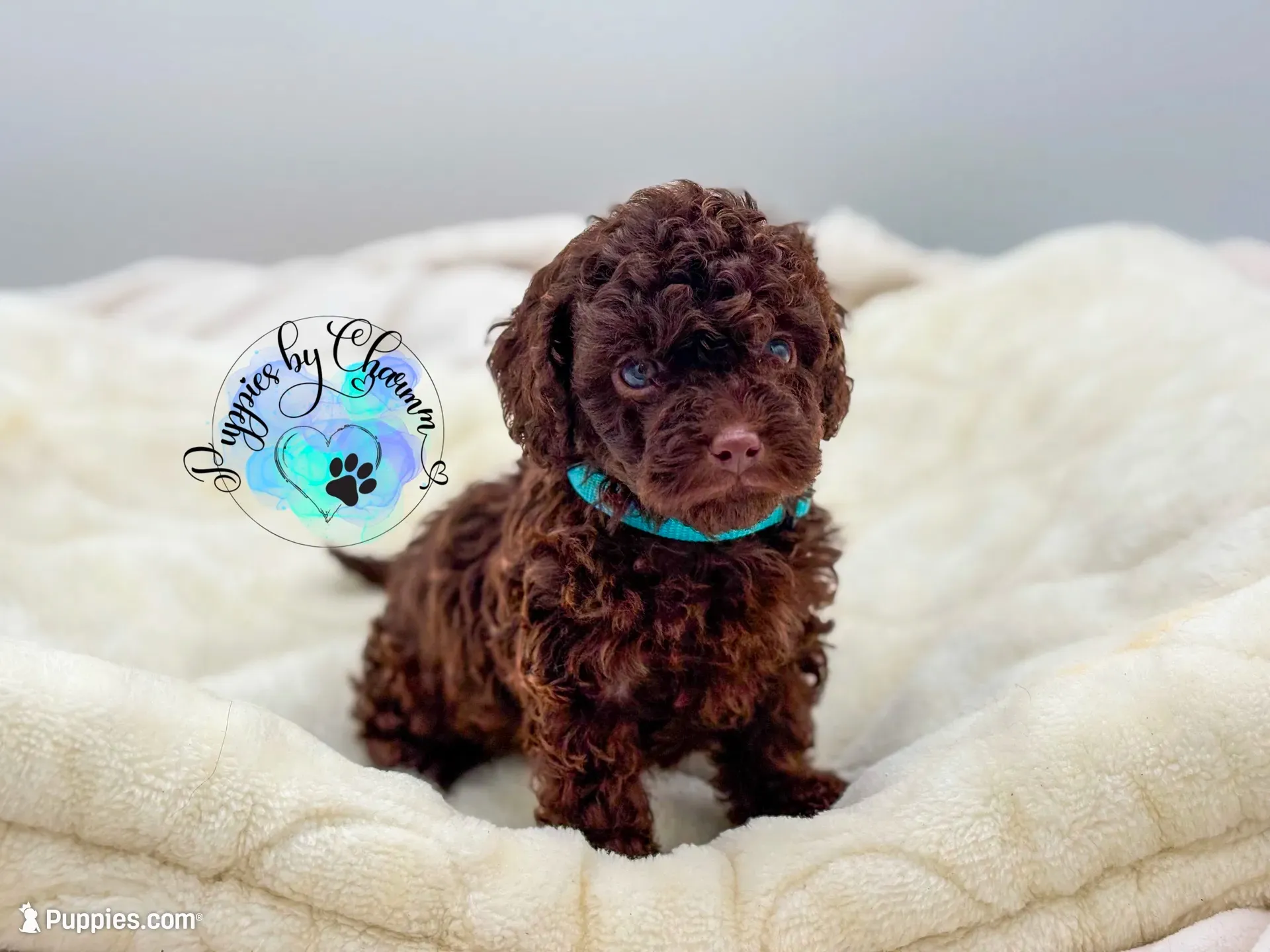 Teddy, a male Poodle - Miniature  for sale in Ramsey, IL – 1 of 4