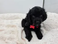 Charlie, a male Doxiepoo for sale in Ramsey, IL – 2 of 3