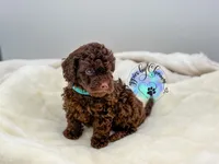 Teddy, a male Poodle - Miniature  for sale in Ramsey, IL – 2 of 4