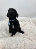 Sadie, a female Doxiepoo for sale in Ramsey, IL – 2 of 3