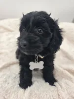 Penny, a female Doxiepoo for sale in Ramsey, IL – 3 of 3