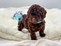 Teddy, a male Poodle - Miniature  for sale in Ramsey, IL – 4 of 4