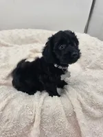 Penny, a female Doxiepoo for sale in Ramsey, IL – 1 of 3
