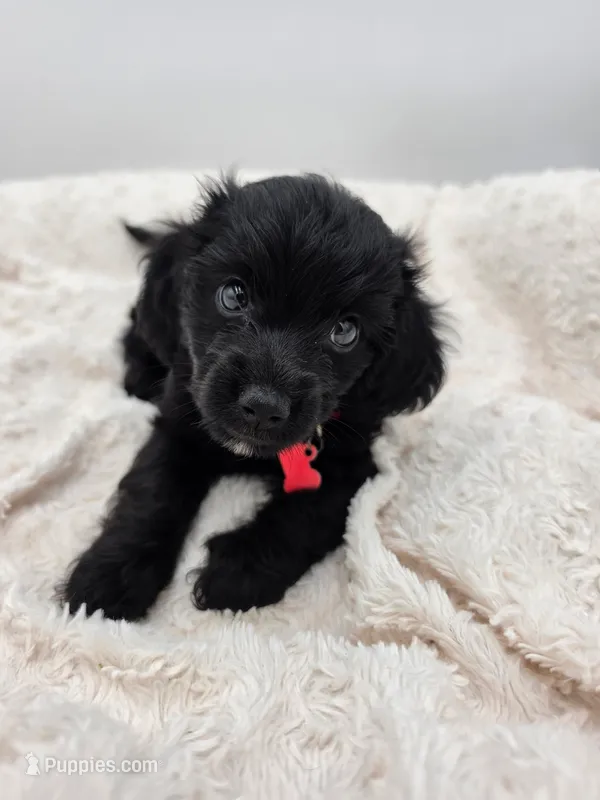 Charlie – Doxiepoo puppy for sale in Ramsey, IL