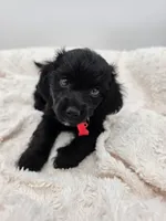 Charlie, a male Doxiepoo for sale in Ramsey, IL – 1 of 3
