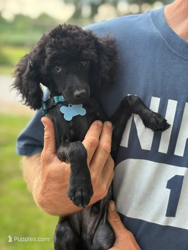 Bear – Poodle - Miniature  puppy for sale in Ramsey, IL