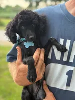 Bear, a male Poodle - Miniature  for sale in Ramsey, IL – 1 of 1