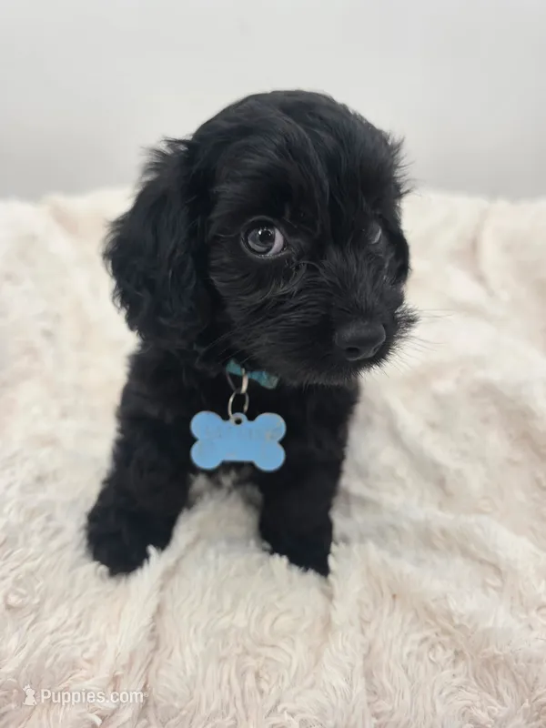 Sadie – Doxiepoo puppy for sale in Ramsey, IL