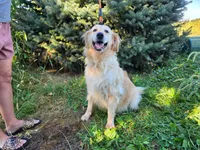 Nova, a female Golden Retriever for sale in Ramsey, IL – 2 of 5