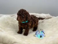 Teddy, a male Poodle - Miniature  for sale in Ramsey, IL – 3 of 4