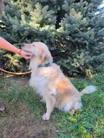Nova, a female Golden Retriever for sale in Ramsey, IL – 3 of 5