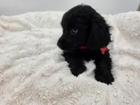 Charlie, a male Doxiepoo for sale in Ramsey, IL – 3 of 3