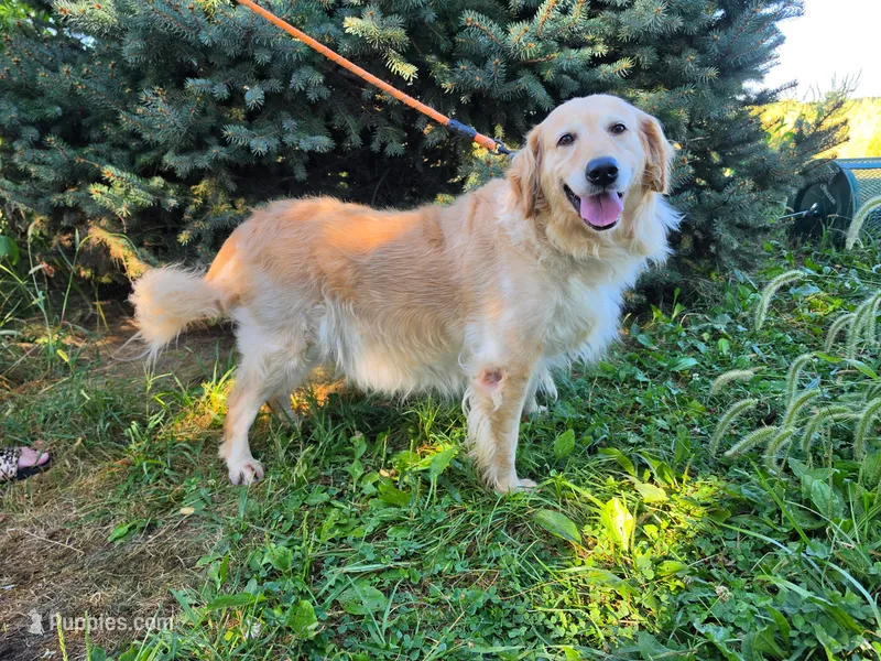 Nova – Golden Retriever puppy for sale in Ramsey, IL