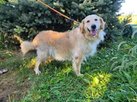 Nova, a female Golden Retriever for sale in Ramsey, IL – 1 of 5