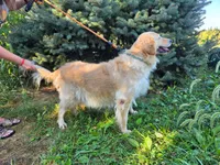Nova, a female Golden Retriever for sale in Ramsey, IL – 4 of 5