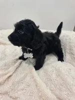 Penny, a female Doxiepoo for sale in Ramsey, IL – 2 of 3