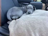 Red Collar, a female Great Dane for sale in Santa Monica, CA – 4 of 6