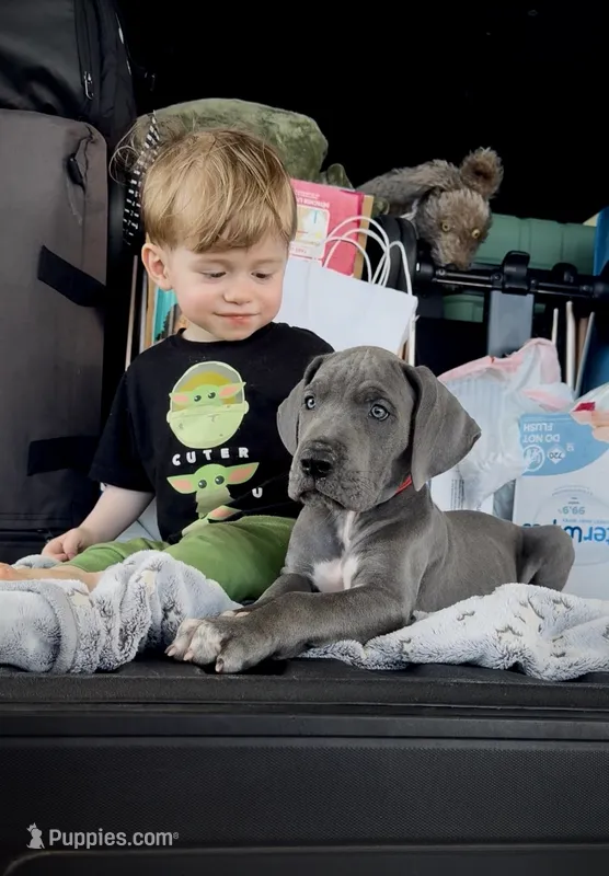 Red Collar – Great Dane puppy for sale in Santa Monica, CA