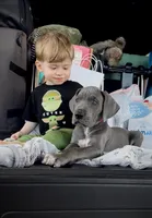 Red Collar, a female Great Dane for sale in Santa Monica, CA – 1 of 6