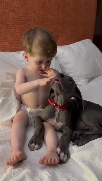 Red Collar, a female Great Dane for sale in Santa Monica, CA – 6 of 6