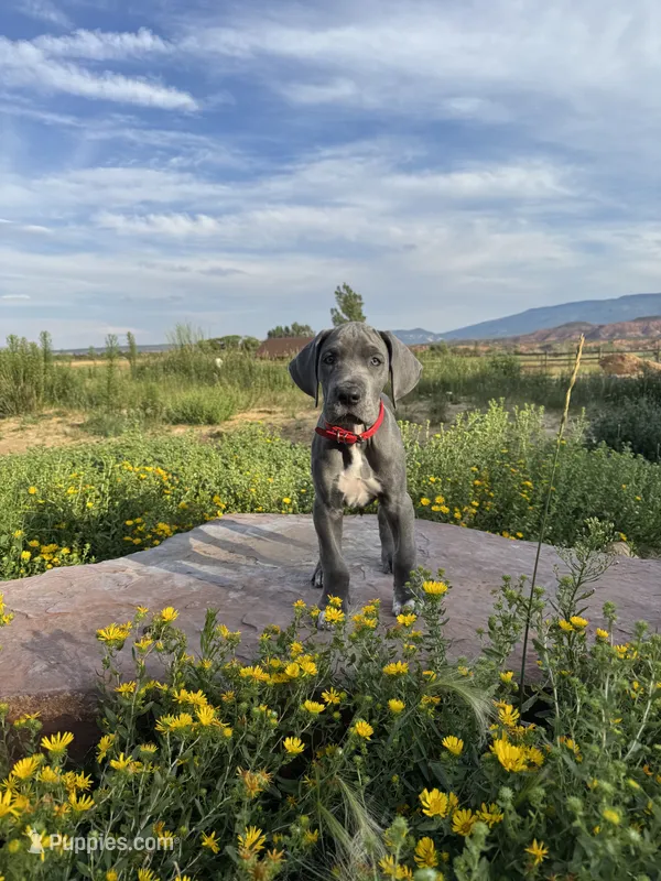 Red Collar – Great Dane puppy for sale in Santa Monica, CA