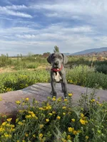 Red Collar, a female Great Dane for sale in Santa Monica, CA – 5 of 6