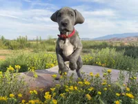 Red Collar, a female Great Dane for sale in Santa Monica, CA – 2 of 6