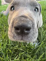 Red Collar, a female Great Dane for sale in Santa Monica, CA – 3 of 6
