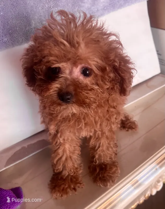 Dora tiny  – Goldendoodle puppy for sale in Jurupa Valley, CA