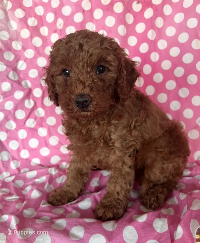 Gio – Goldendoodle puppy for sale in Jurupa Valley, CA