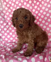 Gio, a male Goldendoodle for sale in Jurupa Valley, CA – 1 of 3