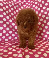 Luna , a female Goldendoodle for sale in Jurupa Valley, CA – 3 of 3