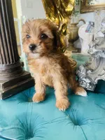 Gia, a female Yorkipoo for sale in Jurupa Valley, CA – 3 of 3