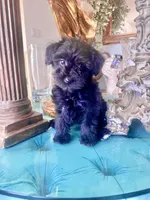 MIMI, a female Yorkipoo for sale in Jurupa Valley, CA – 2 of 2