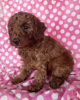 Gio, a male Goldendoodle for sale in Jurupa Valley, CA – 3 of 3