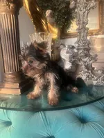 Lala, a female Yorkshire Terrier for sale in Jurupa Valley, CA – 4 of 4