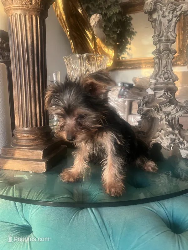 Lala – Yorkshire Terrier puppy for sale in Jurupa Valley, CA