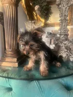 Lala, a female Yorkshire Terrier for sale in Jurupa Valley, CA – 1 of 4