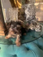 GIGO, a male Yorkshire Terrier for sale in Jurupa Valley, CA – 2 of 3