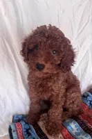 Leo , a female Goldendoodle for sale in Jurupa Valley, CA – 3 of 3
