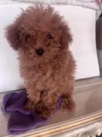 Julio , a male Goldendoodle for sale in Jurupa Valley, CA – 3 of 3