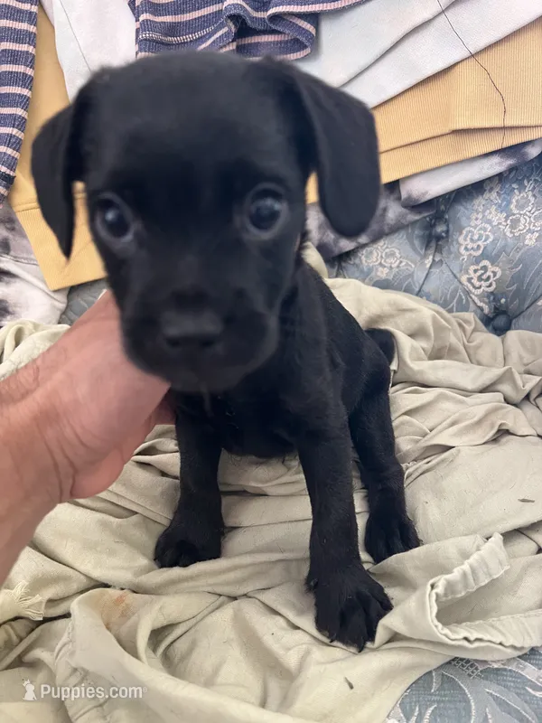 Dolly  – French Bulldog, Poodle - Toy  puppy for sale in Jurupa Valley, CA